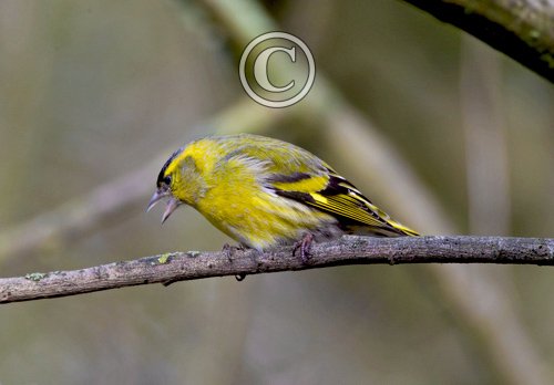 Male Siskin
